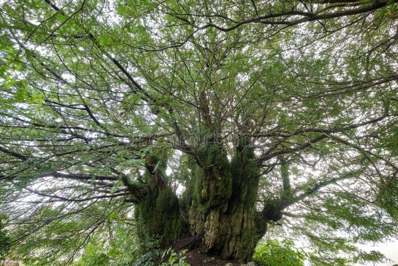 5000 year old Yew Tree in Deffynog