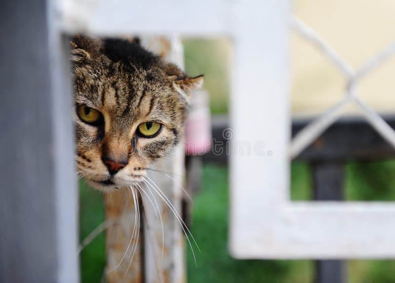 Very angry cat looks out of the fence