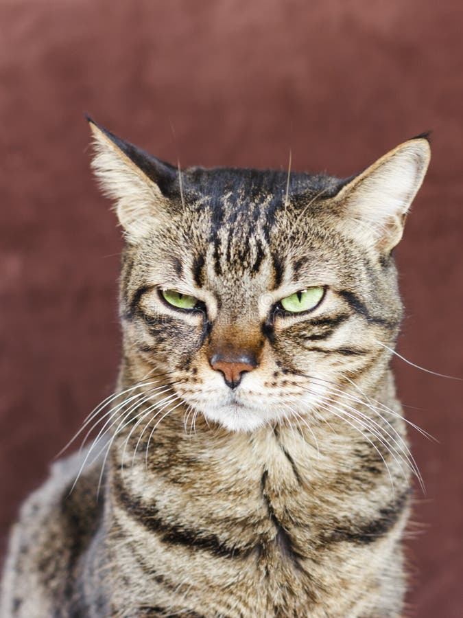 4,980 Angry Cat Stock Photos, High-Res Pictures, and Images - Getty Images