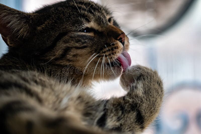 Cat licking paw stock image. Image of amusing, indoor 27586125