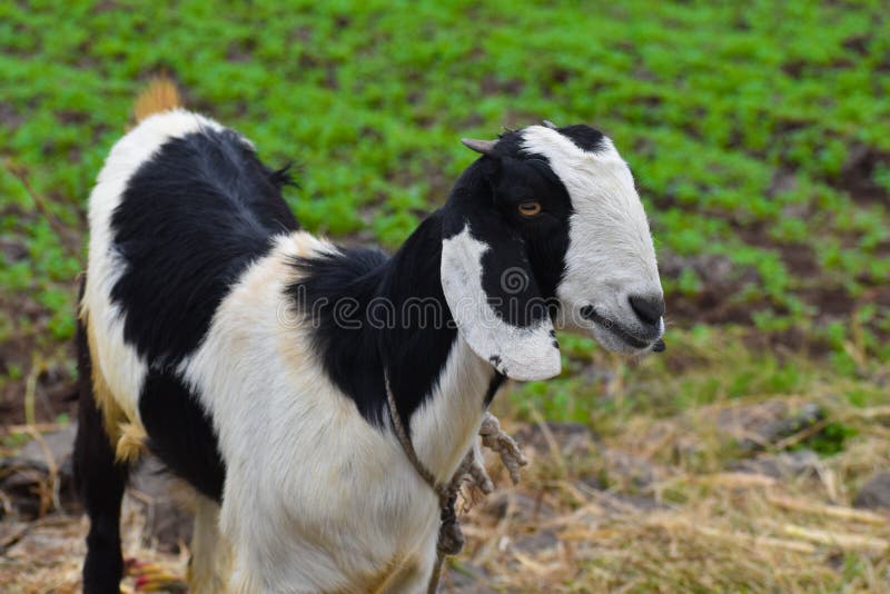 Very Beautiful Black and White Goat Stock Image Image of nature