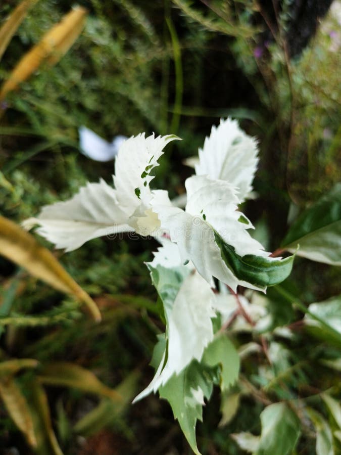 Very Beautiful Leaves, White Color Combination Stock Photo - Image of ...