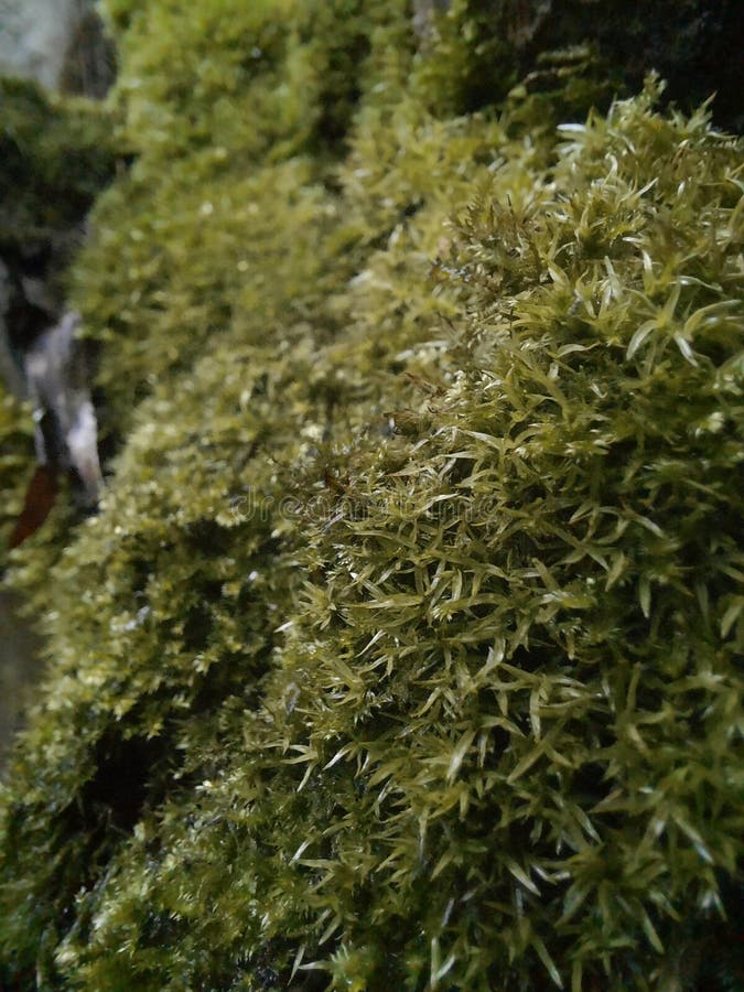 Very Beautiful Moss that Grows on Trees Stock Photo Image of