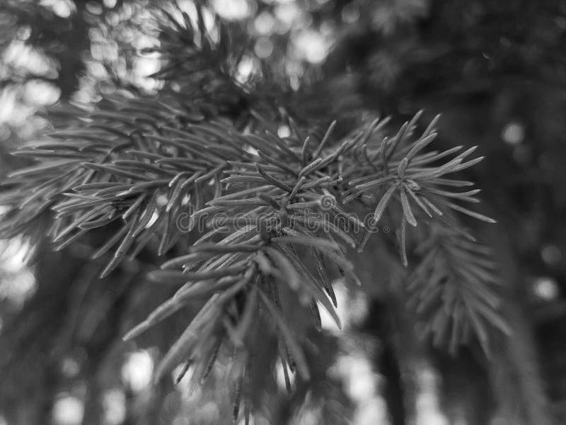 Beautiful Needles and Needles of a Christmas Tree or Pine on a Branch