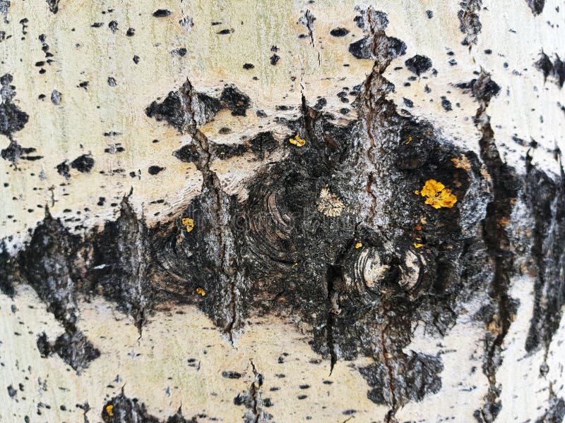 Beautiful Texture of Tree Bark with Moss and Mold Stock Photo Image