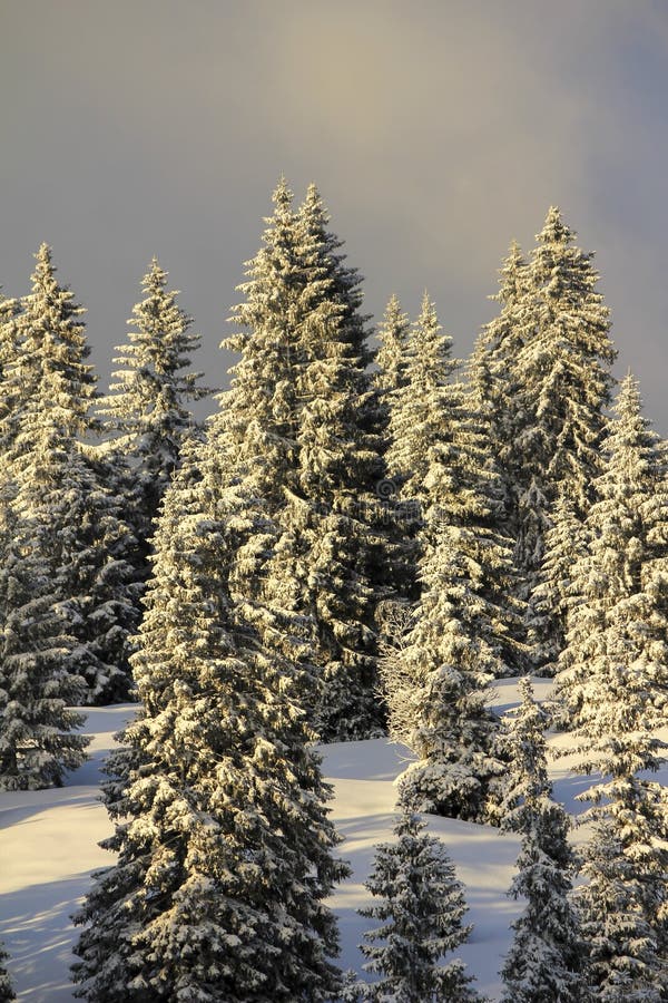 Very Beautiful Winter Landscape with Fir Trees Stock Photo Image of