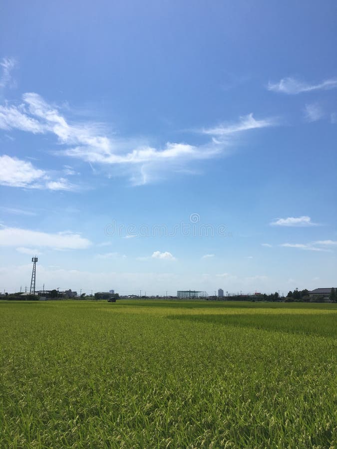 Steppe In Japan: Tall Grass - A Sunny Day In Spring On The Road Between ...