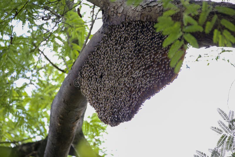 Big Branch Apiary