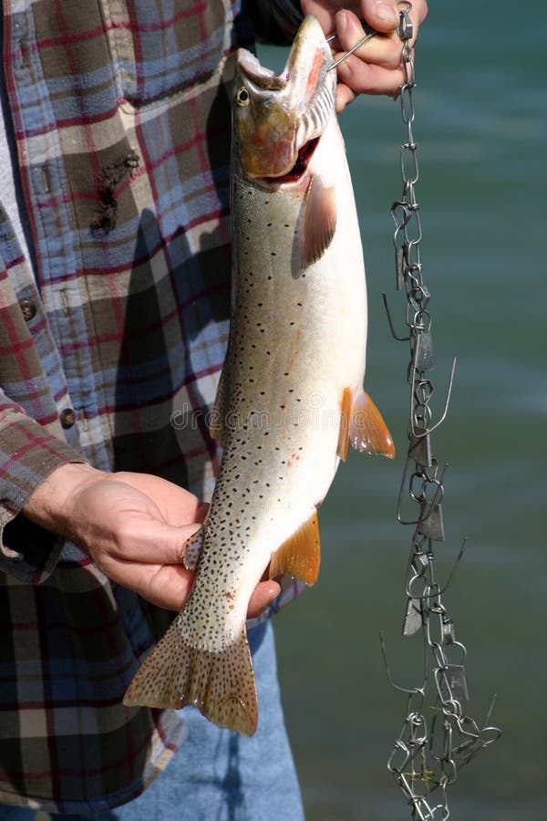 The big rainbow trout hi-res stock photography and images - Page 3