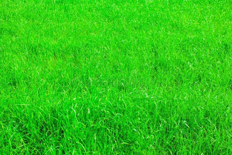 Very Bright and Green Grass Background in Summer Day Stock Image - Image of  empty, recreation: 105184301