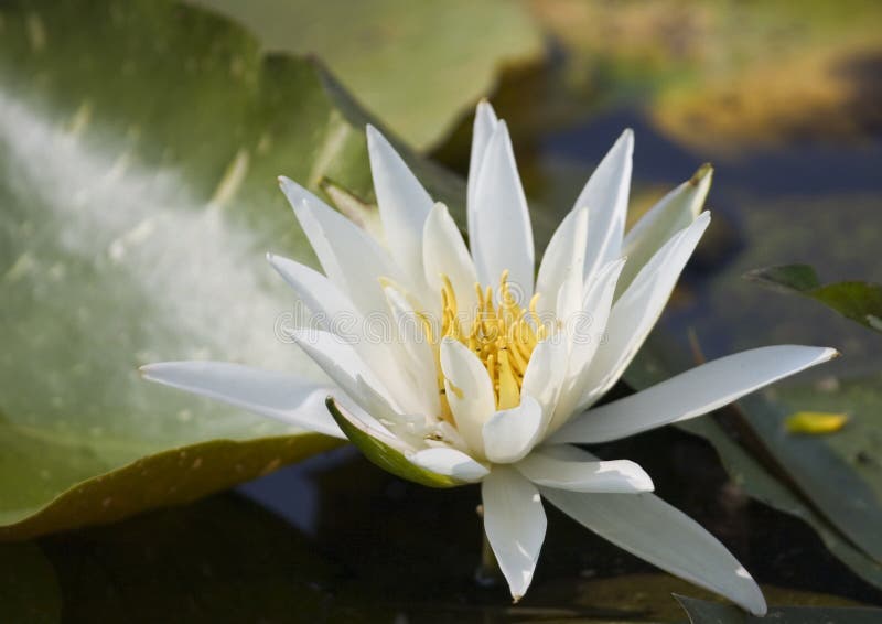 Very bright white water lily royalty free stock photo Very bright white water lily royalty free stock photo