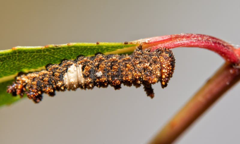 Very bumpy and spiny, brown and white 3rd instar of Viceroy butterfly caterpillar