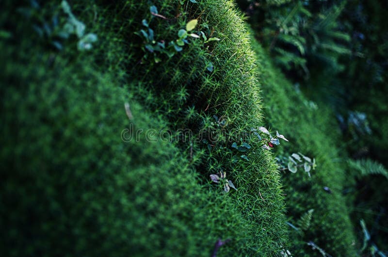 Very Close To Moss Growing Outdoors You Can Paint Stock Photo Image