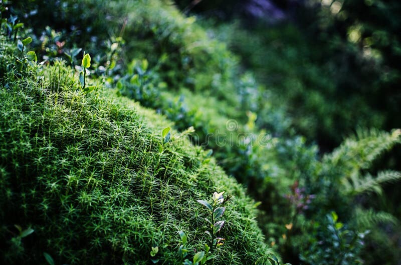 Very Close To Moss Growing Outdoors You Can Paint Stock Photo Image