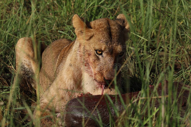 Young lion enjoying fresh hunting. Kidepo Valley National Park