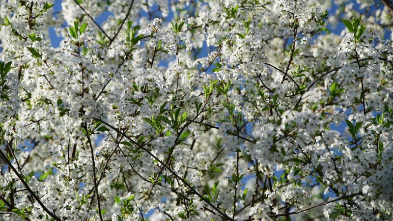 Very close view of cherry tree flowers on a blue sky background