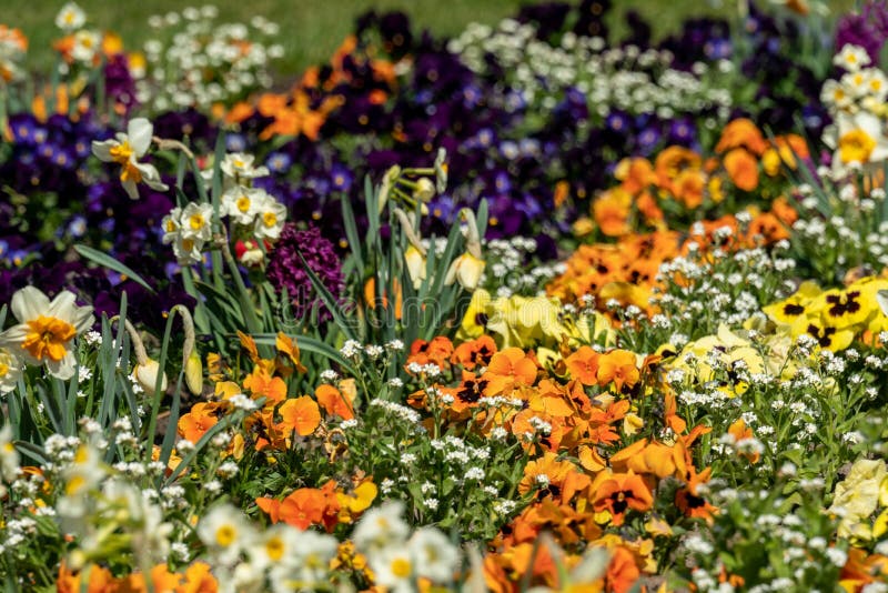 Very colorful spring flower bed stock image Very colorful spring flower bed stock image