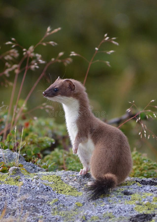 A very curious ermine ready to flee in a few seconds