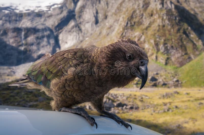Very Curious Kia -New Zealand`s Native Parrot at Mount Talbot Stock Image -  Image of animal, national: 112637443
