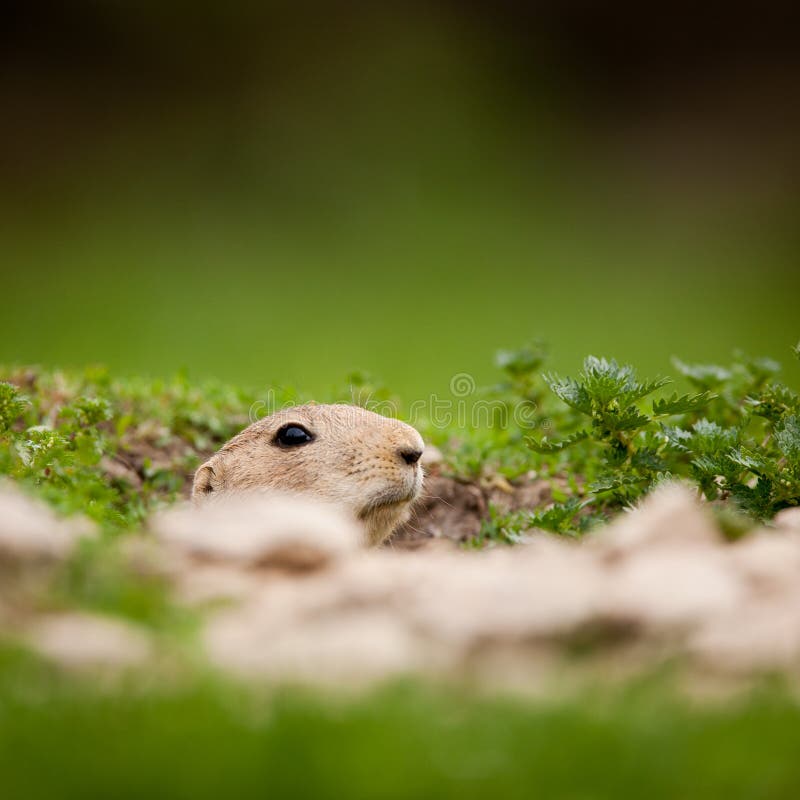 Very cute black tailed prairie dog