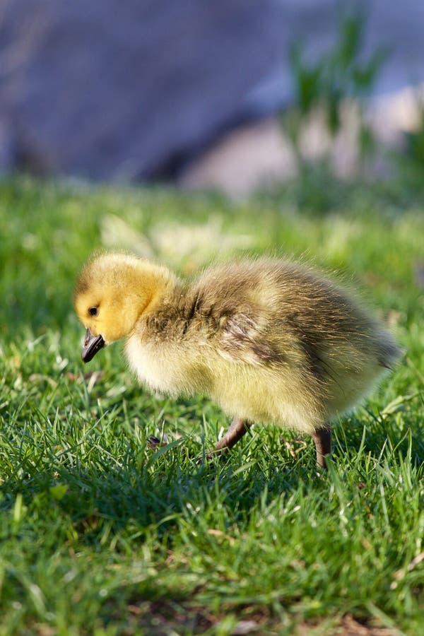 Very cute chick royalty free stock photo Very cute chick royalty free stock photo