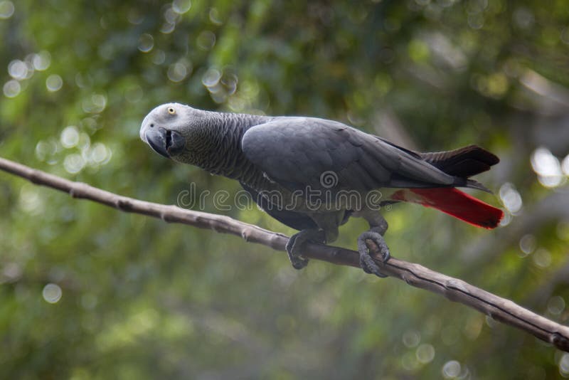 178 Parrot Jaco Photos - & Stock Photos from Dreamstime