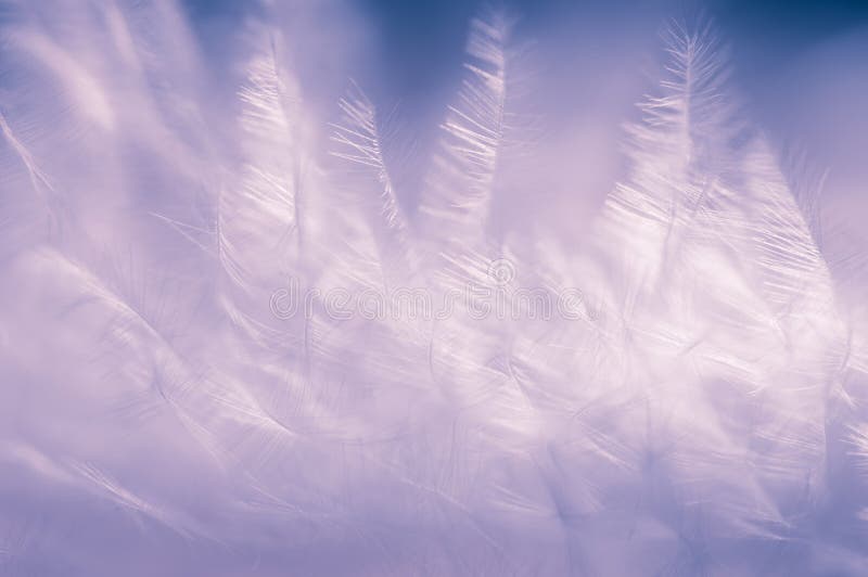 Very delicate background of feathers in lilac shades. Gently lilac background. stock photography Very delicate background of feathers in lilac shades. Gently lilac background. stock photography