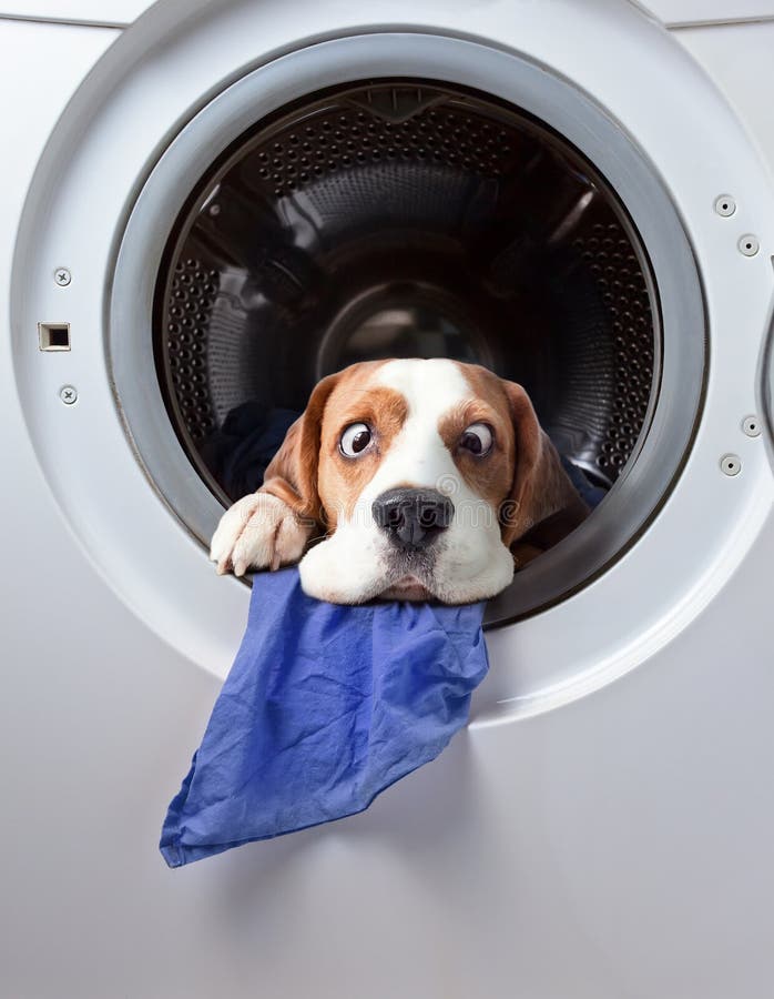 Washing Machine and Dog Inside Stock Photo Image of groomed, canine