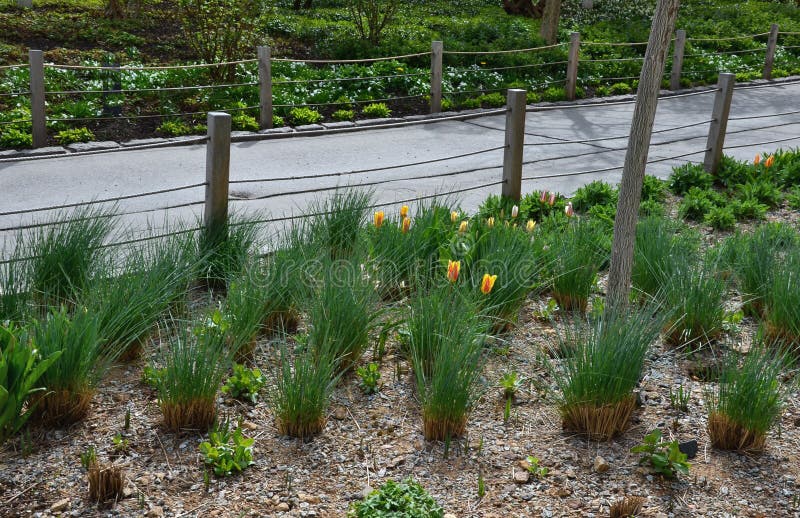 A very effective combination of an ornamental flowerbed and retaining walls made of metal and concrete. blooming tulips with grass