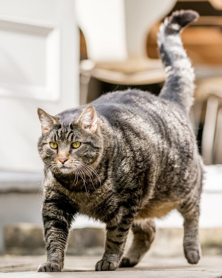  Cat  walking  on the garden stock photo Image of friend 