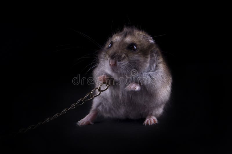 Angry Hamster Stock Photos Free & RoyaltyFree Stock Photos from