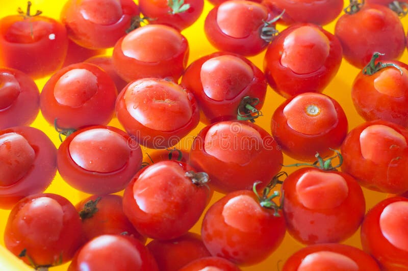 Very Fresh Tomatoes Presented in Water before Stock Image Image of