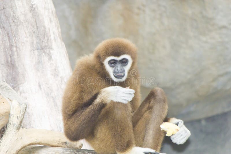 Very funny monkey stock image. Image of family, hair - 139065095 Very funny monkey stock image. Image of family, hair - 139065095