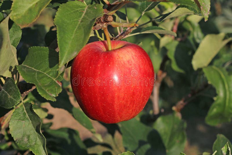 Very healthy red apple Malus domestica `Gala` from home garden