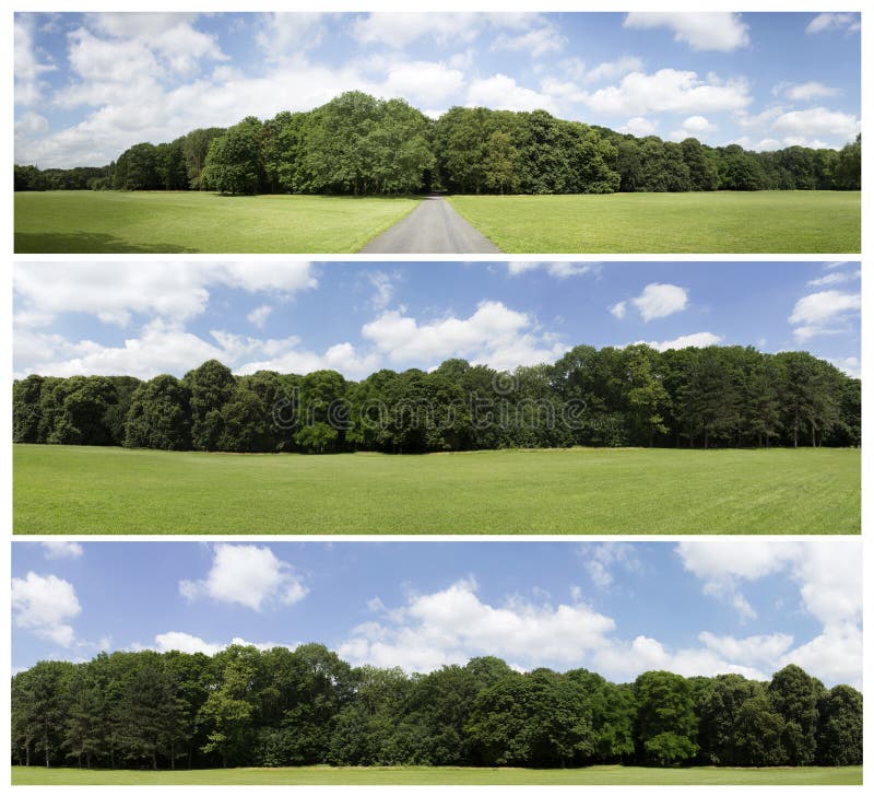 Very High Definition Treeline Isolaeted on a White Background Stock ...