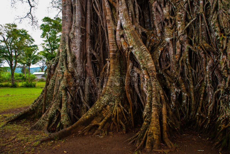 Very huge, giant tree with roots and green leaves in the Philippines, Negros island, Kanlaon. royalty free stock photography Very huge, giant tree with roots and green leaves in the Philippines, Negros island, Kanlaon. royalty free stock photography
