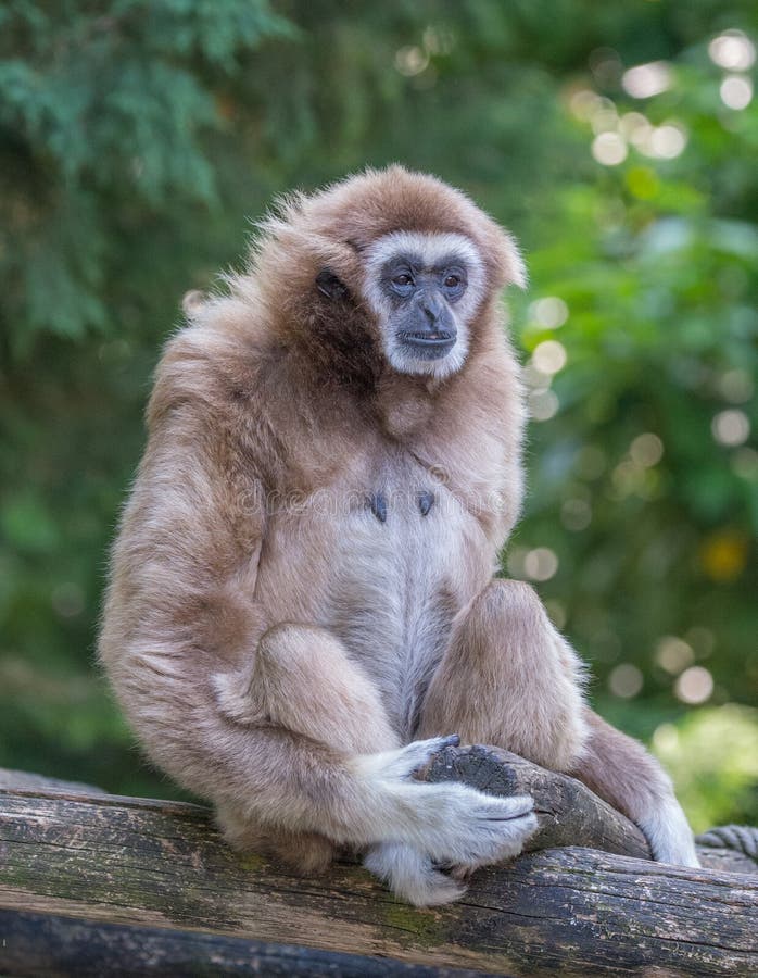 Gibbon Monkey Alone at the Zoo in Color Sitting on a Trunk with Arms  Crossed and Feet Crossed Stock Photo - Image of animals, primate: 121593994