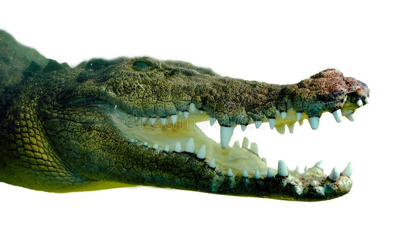 Crocodile half submerged