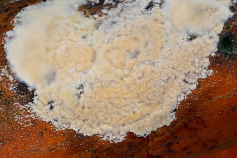 The white mold stock photo. Image of perishable, moldiness 114871112