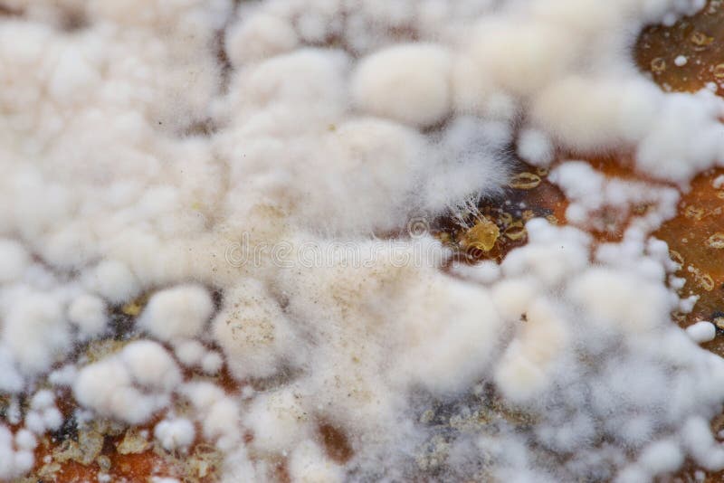The white mold stock photo. Image of perishable, moldiness 114871112