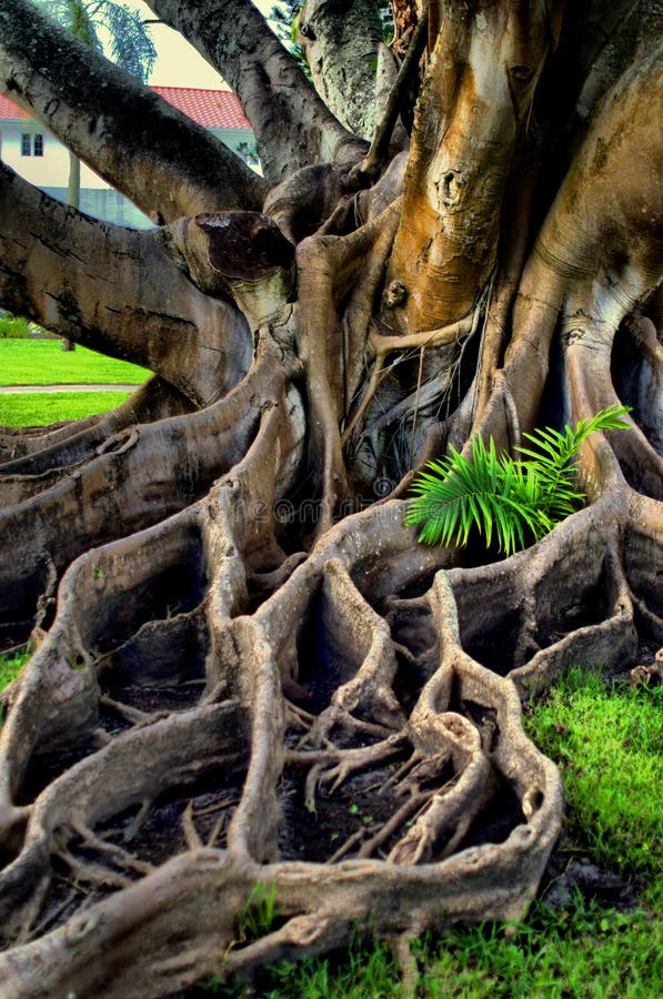 Very Large Wavy Roots from Tree. Stock Image Image of grass, large