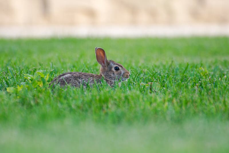 A very little cute wild rabbit in the backyard stock photography A very little cute wild rabbit in the backyard stock photography