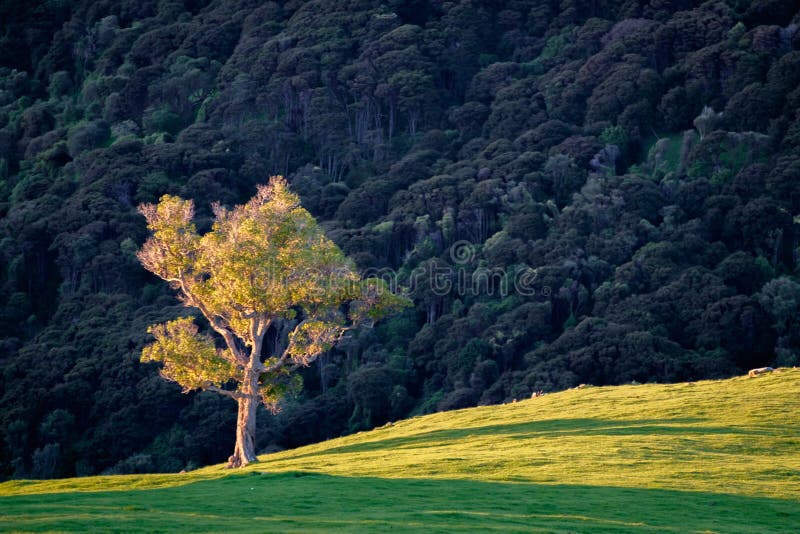 Alone tree on hill slope. A very lonely tree. The sun was setting and therefore create a very low light. This gives the tree a very beautiful side lighting. This royalty free stock photo Alone tree on hill slope. A very lonely tree. The sun was setting and therefore create a very low light. This gives the tree a very beautiful side lighting. This royalty free stock photo
