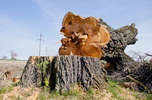 Very Old And Big Poplar Tree Slice Stock Photo Image Of Tree Very Old And Big Poplar Tree Slice Stock Photo Image Of Tree