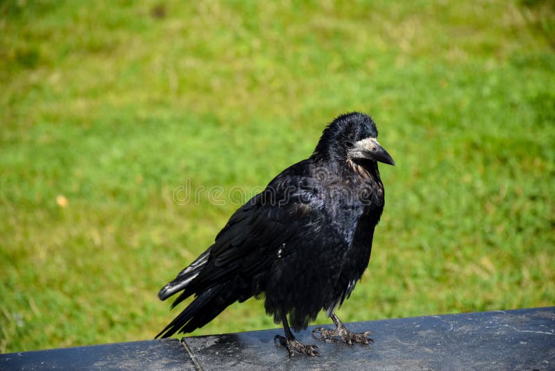 Very old crow stock image. Image of animal, looking, wild 62001705