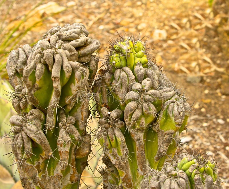 Dried up cactus stock photo. Image of head, color, thorn 13475136