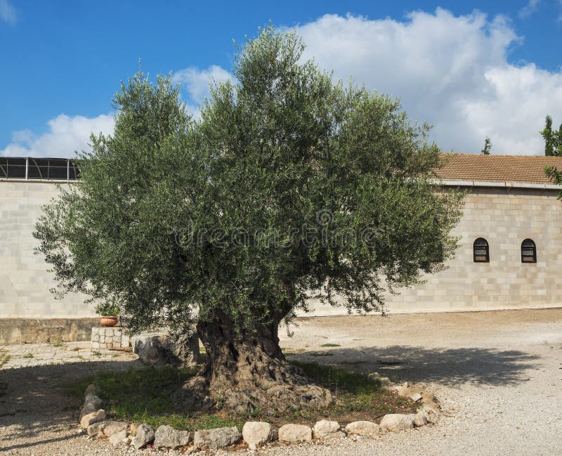 Very Old Olive Tree , Bet Jimal Stock Image Image of green, ancient 32273361