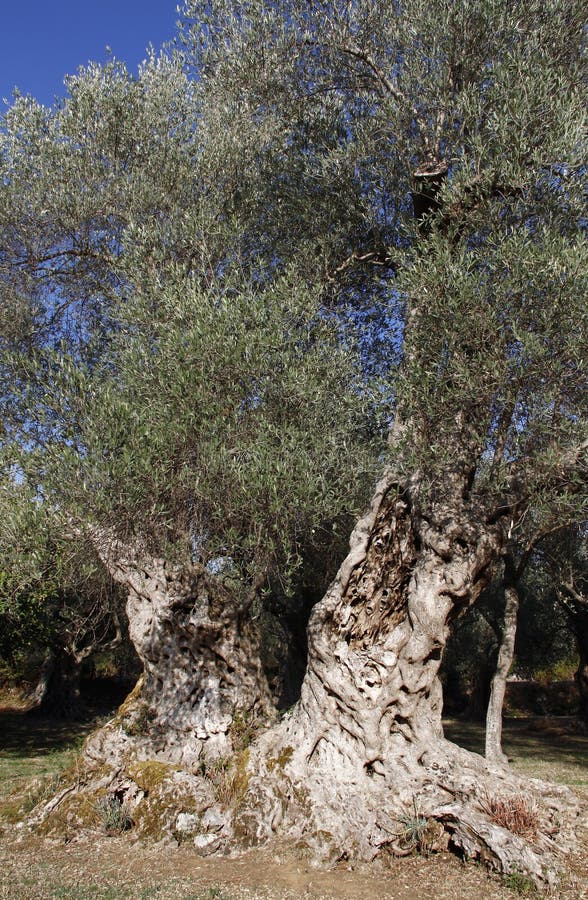 Very old olive tree stock image. Image of minerals, autumn 62314387