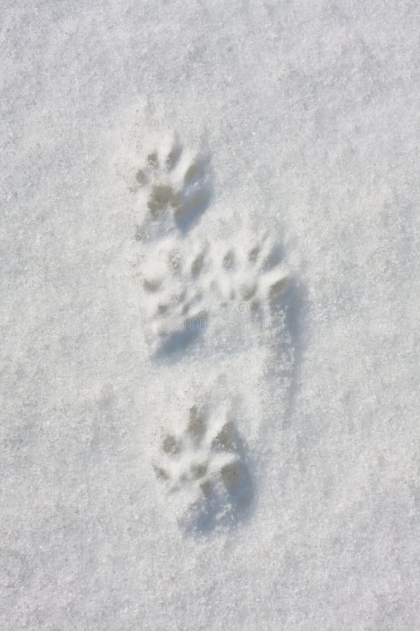 Trace of Black Mink on the Snow Stock Image - Image of nature, track