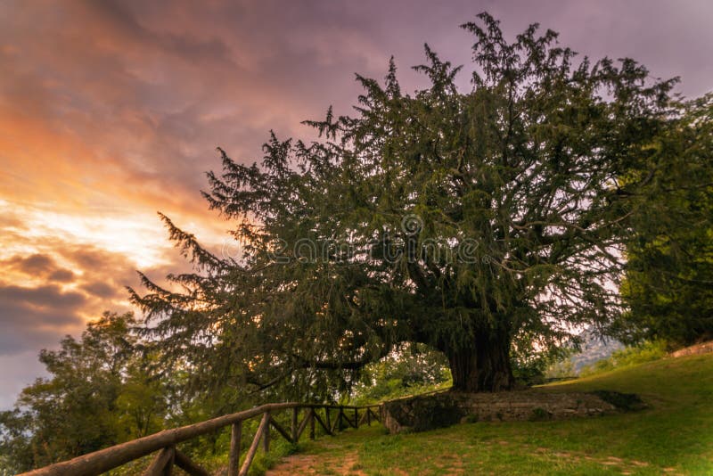 Very old yew in asturias spain